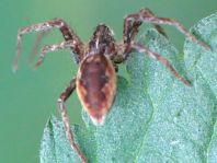 Listspinne, Pisaura mirabilis