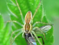 Dolomedes cf. fimbriatus, Gerandete Jagdspinne