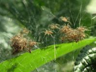Dolomedes cf. fimbriatus, Gerandete Jagdspinne