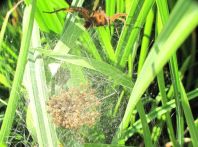 Dolomedes cf. fimbriatus, Gerandete Jagdspinne