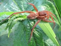 Dolomedes cf. fimbriatus, Gerandete Jagdspinne