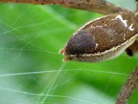 Dolomedes cf. fimbriatus, Gerandete Jagdspinne