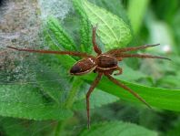 Dolomedes cf. fimbriatus, Gerandete Jagdspinne
