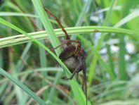 Dolomedes cf. fimbriatus, Gerandete Jagdspinne