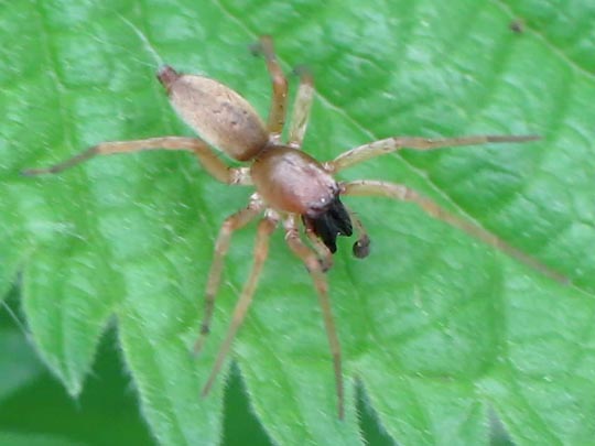 Clubiona phragmitis