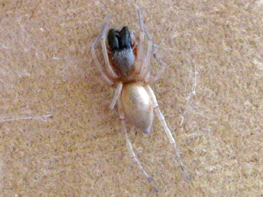 Clubiona phragmitis