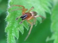 Clubiona sp.