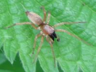 Clubiona sp.
