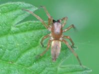 Clubiona sp.