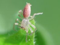 Clubiona sp.