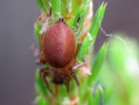 Clubiona sp.
