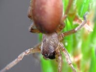 Clubiona sp.