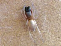 Clubiona phragmitis