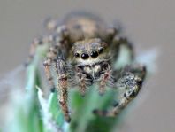 Dendryphantes hastatus
