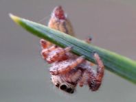 Dendryphantes hastatus