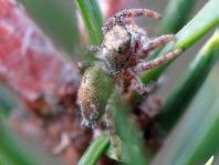 Dendryphantes hastatus