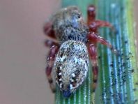 Dendryphantes rudis