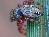 Dendryphantes rudis