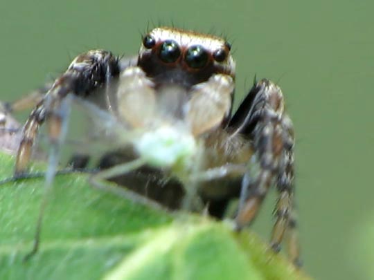 Springspinne, Evarcha falcata