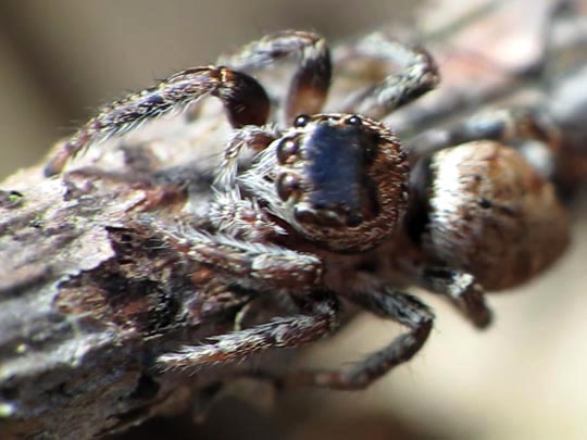 Springspinne, Evarcha falcata