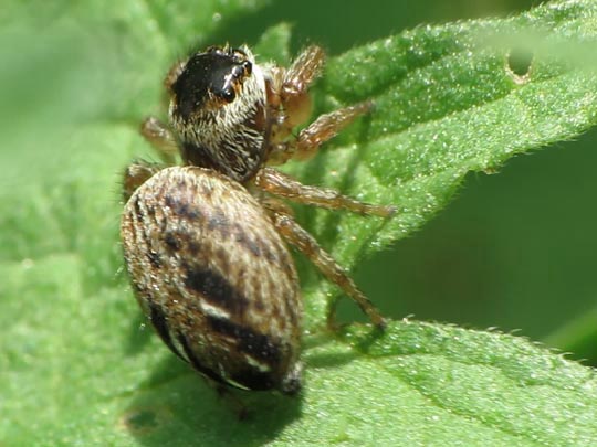 Evarcha arcuata