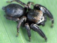 Evarcha arcuata