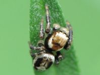 Springspinne, Evarcha falcata