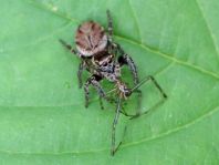 Evarcha arcuata