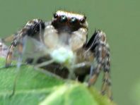 Springspinne, Evarcha falcata