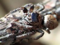 Springspinne, Evarcha falcata
