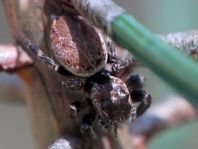 Springspinne, Evarcha cf. falcata