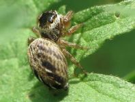 Evarcha arcuata