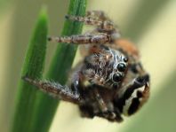 Springspinne, Evarcha falcata