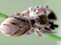 Evarcha arcuata