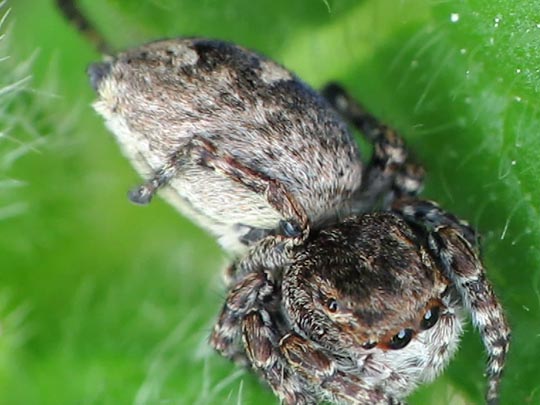 Springspinne, Salticidae