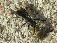 Heliophanus sp.