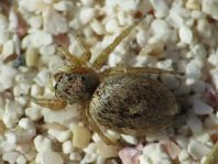 Heliophanus sp.