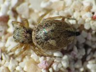 Heliophanus sp.