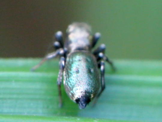 Heliophanus