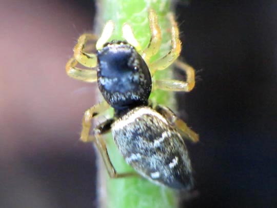 Heliophanus