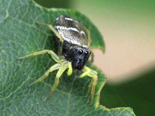 Heliophanus