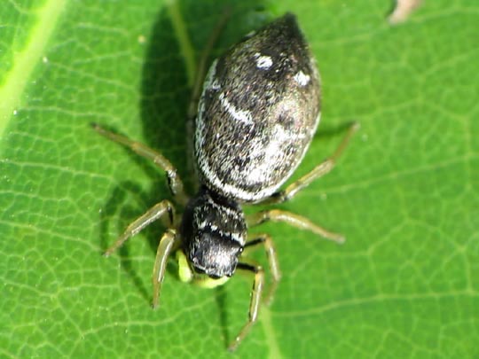 Heliophanus