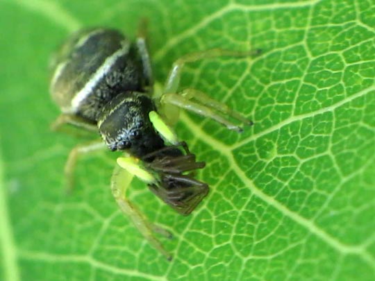 Heliophanus
