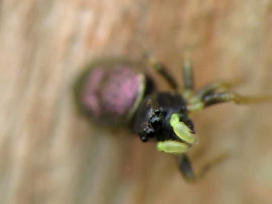 Heliophanus