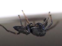 Heliophanus