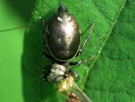Heliophanus