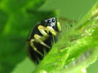 Heliophanus