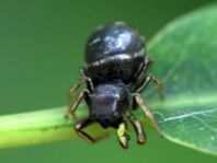 Heliophanus