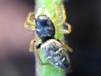 Heliophanus