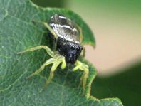 Heliophanus